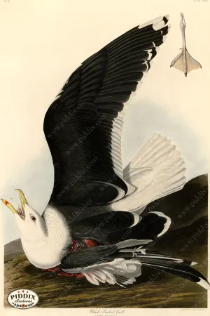 PDXC20777 -- Audubon Black Backed Gull